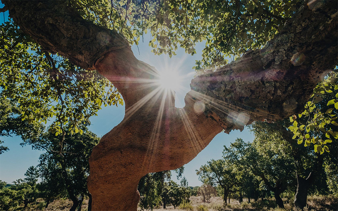 蜜桃传奇媒体mv视频7