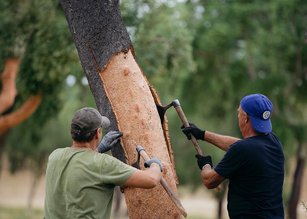 蜜桃传奇媒体mv视频7
